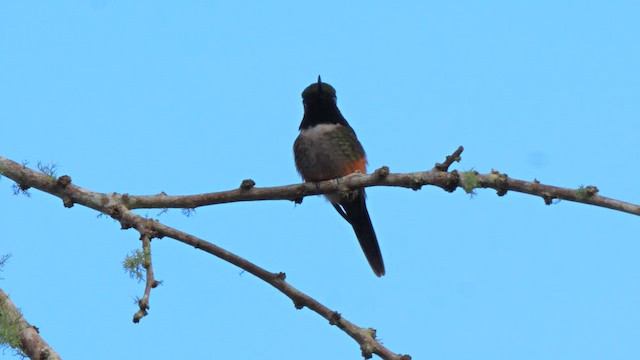 Purple-throated Woodstar - ML650951201
