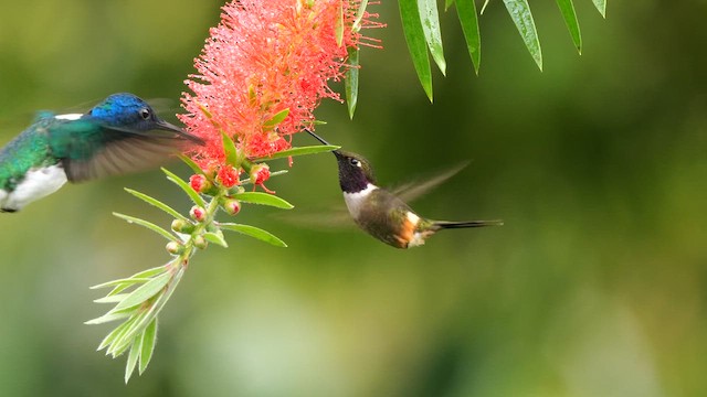 Purple-throated Woodstar - ML650951202