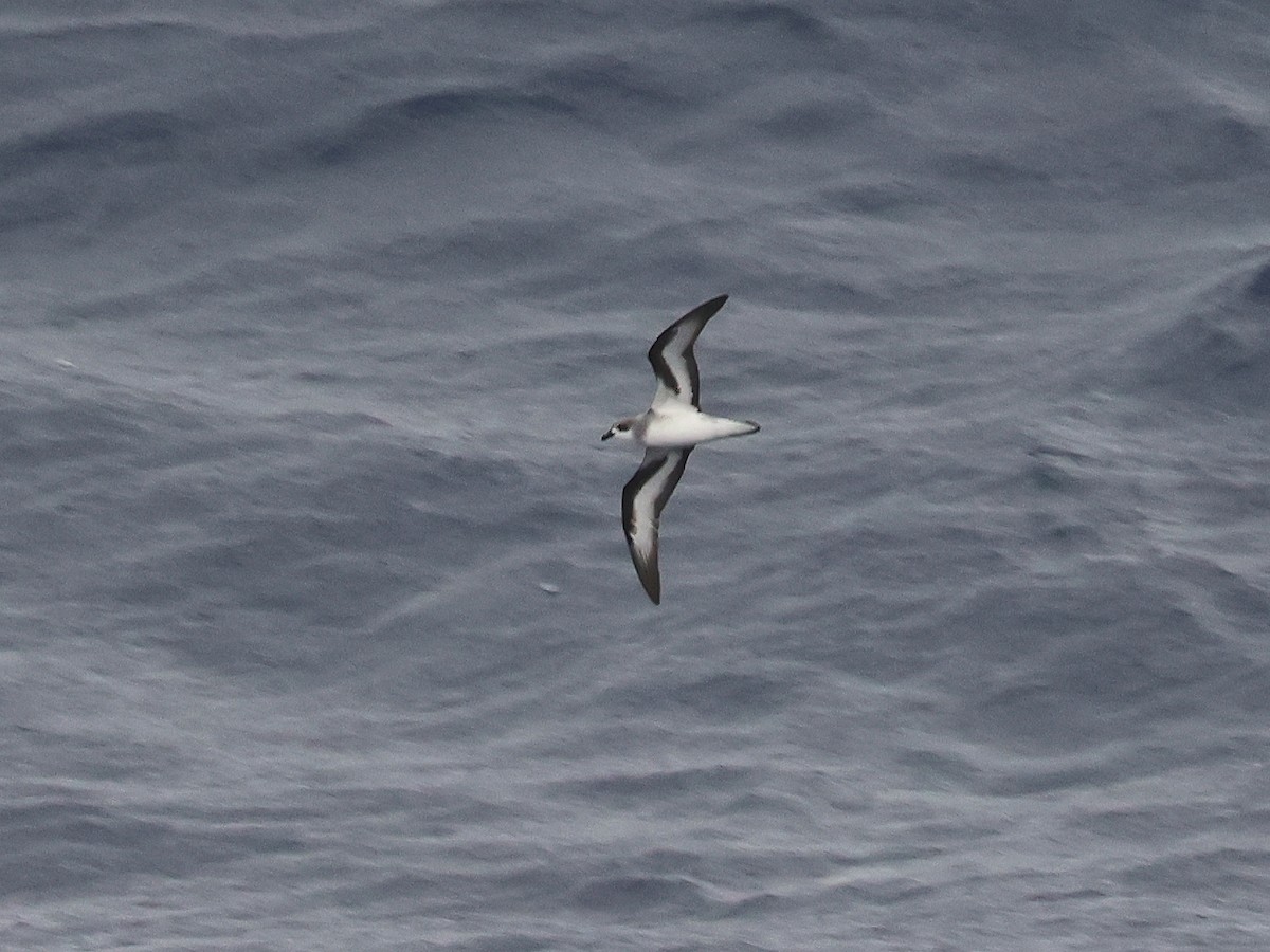 Black-winged Petrel - ML650951234