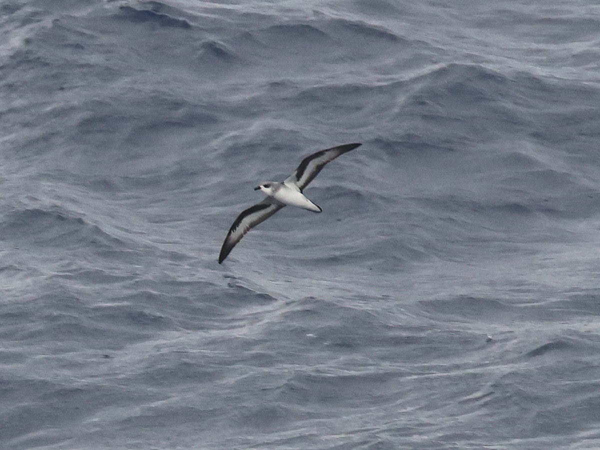 Black-winged Petrel - ML650951236