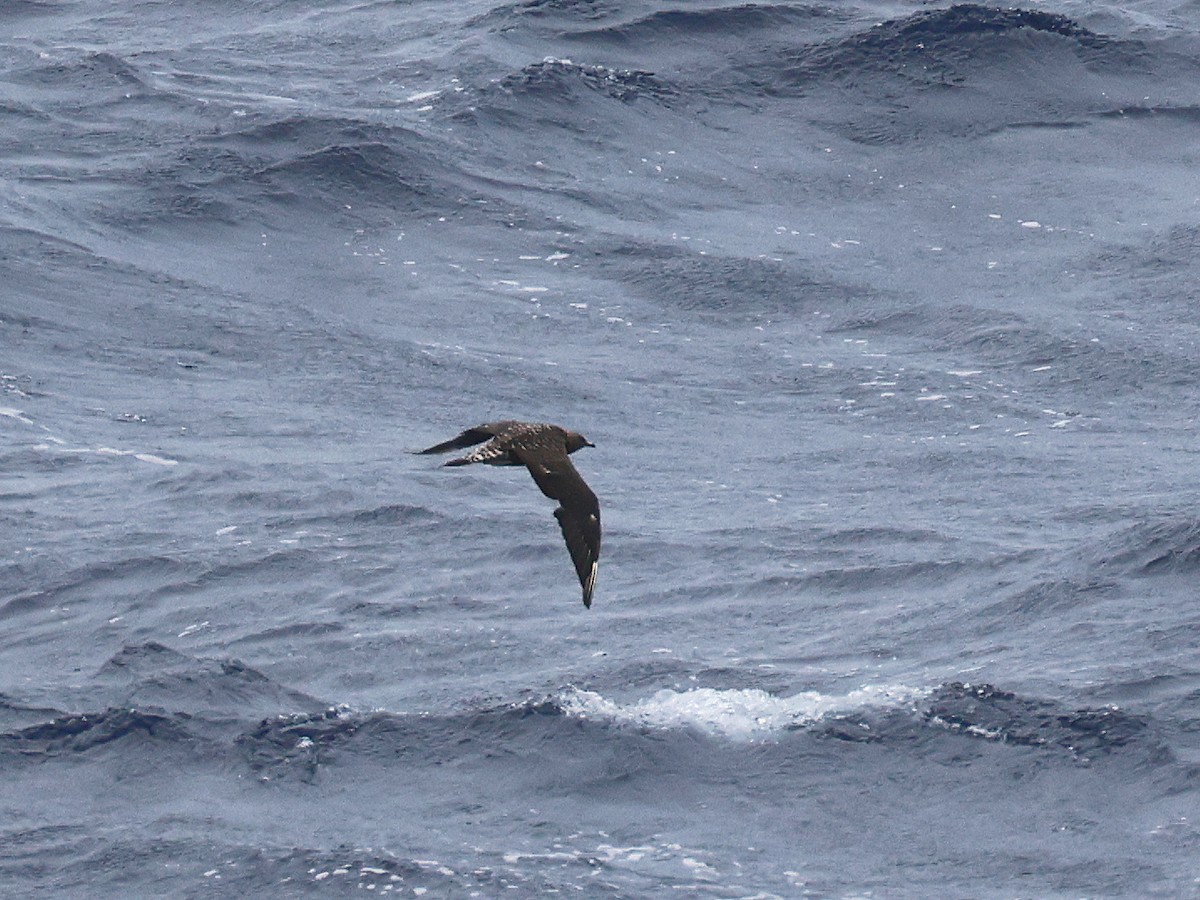 Parasitic Jaeger - ML650951318