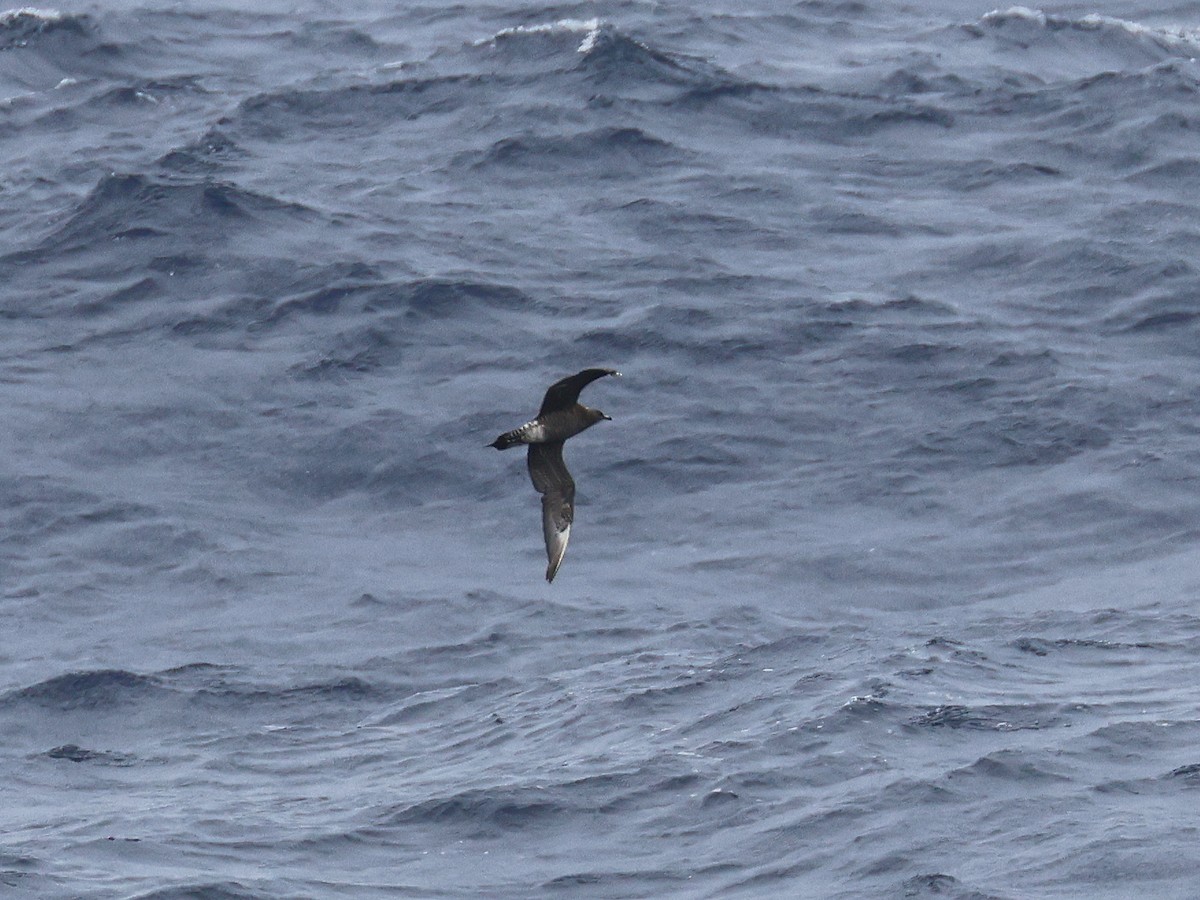 Parasitic Jaeger - ML650951319