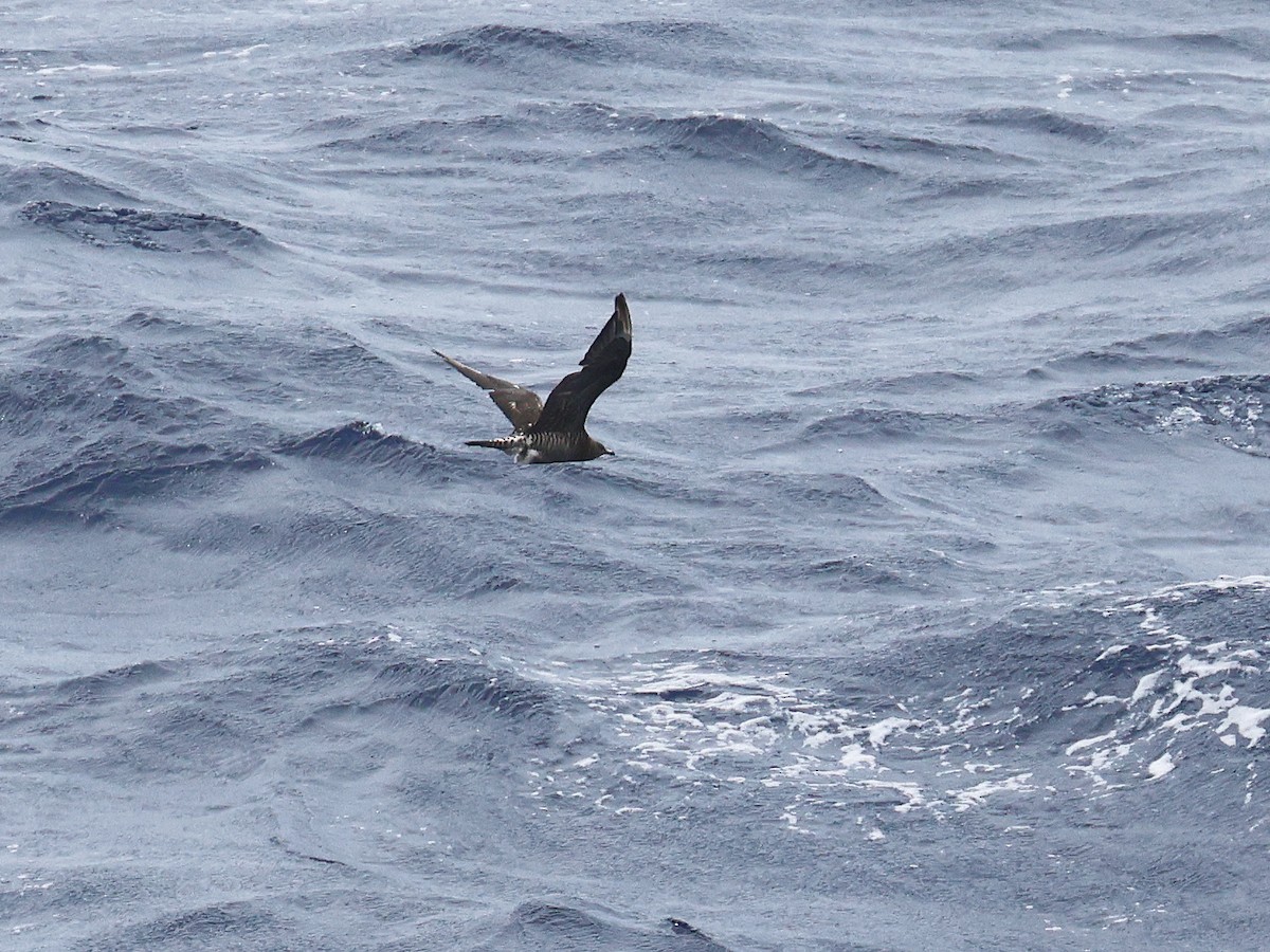 Parasitic Jaeger - ML650951320