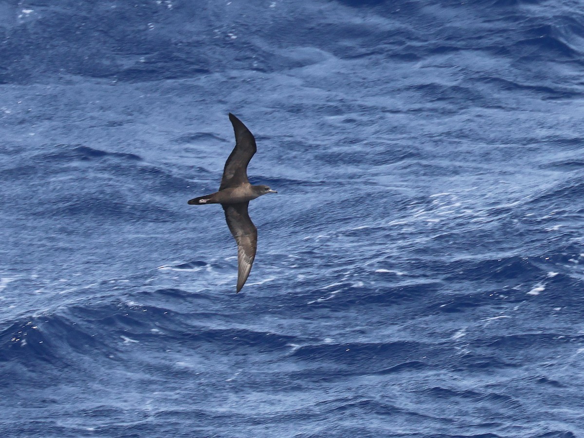 Wedge-tailed Shearwater - ML650951375
