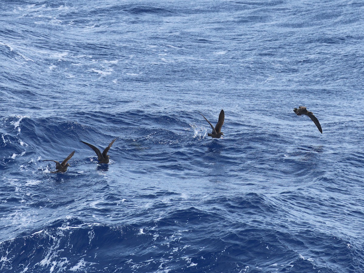 Wedge-tailed Shearwater - ML650951377