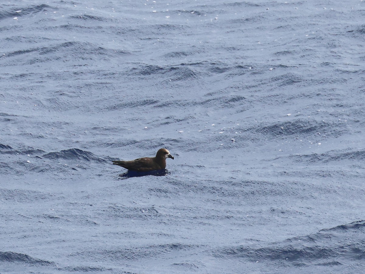 Gray-faced Petrel - ML650951395
