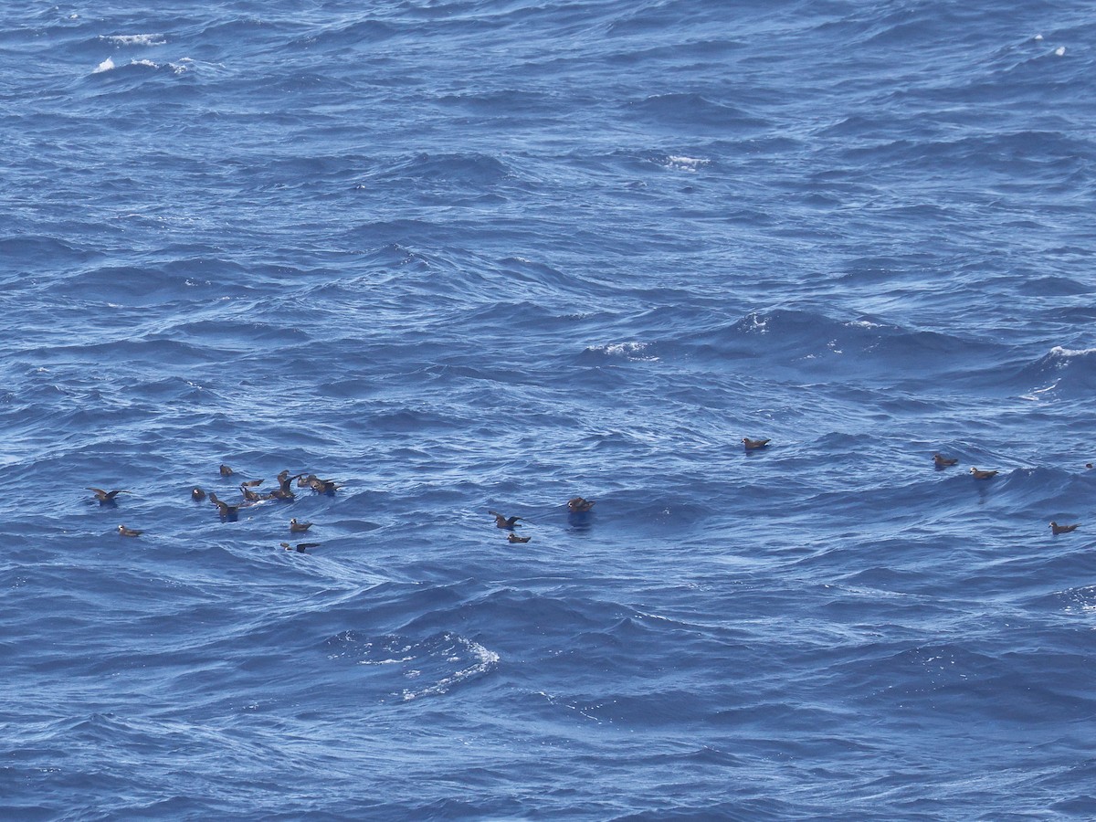 Gray-faced Petrel - ML650951396