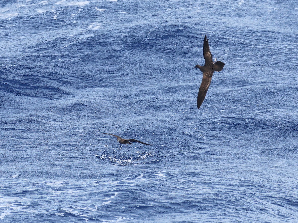 Wedge-tailed Shearwater - ML650951580