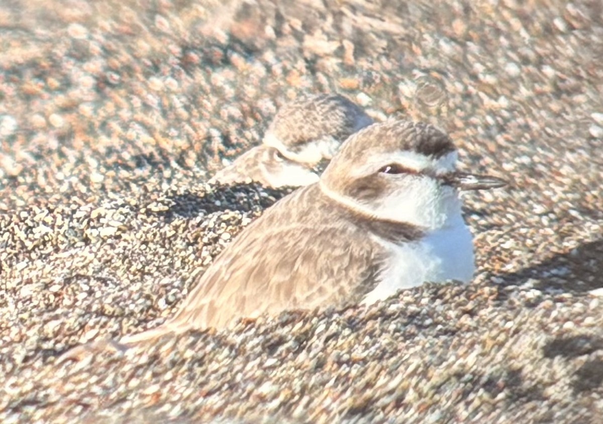 Snowy Plover - ML650951735