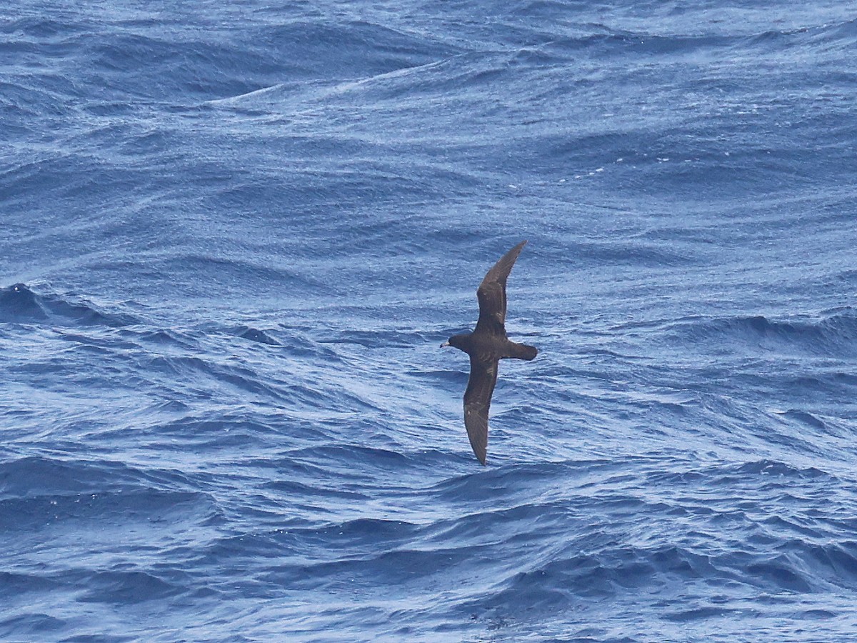 Flesh-footed Shearwater - ML650951744
