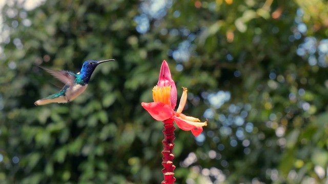 White-necked Jacobin - ML650951949
