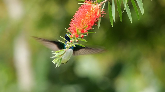 White-necked Jacobin - ML650951950