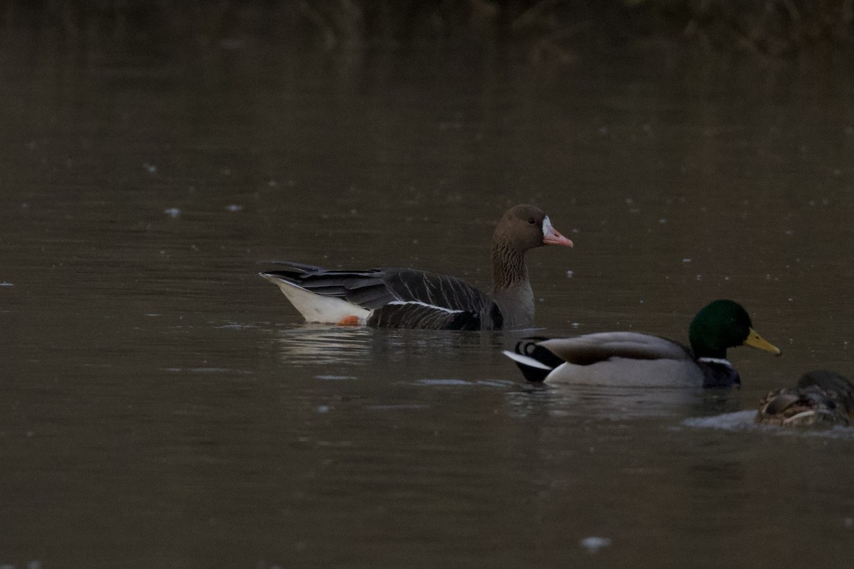 白額雁 - ML650951999