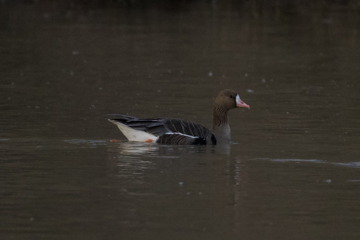 白額雁 - ML650952000