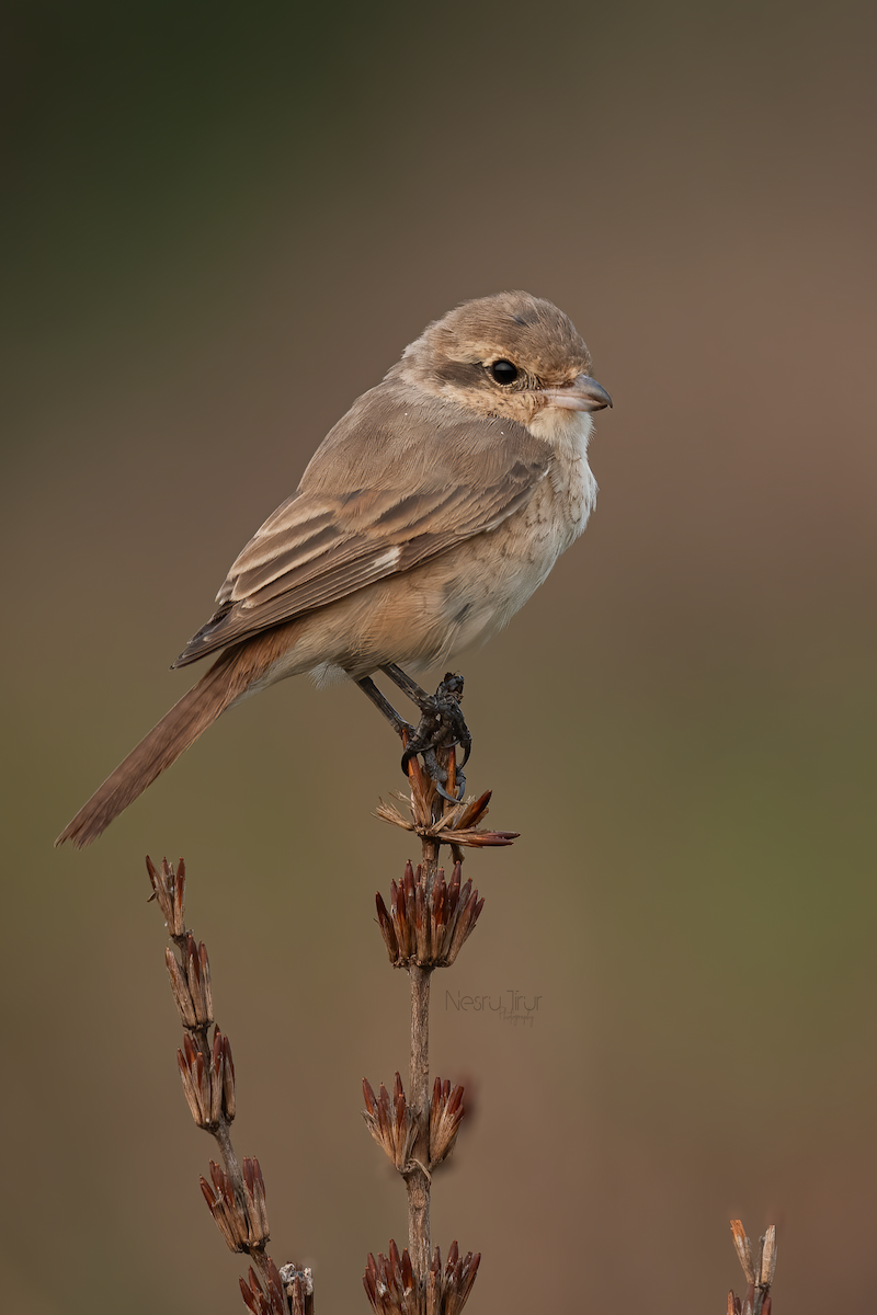 Isabelline Shrike - ML650952154