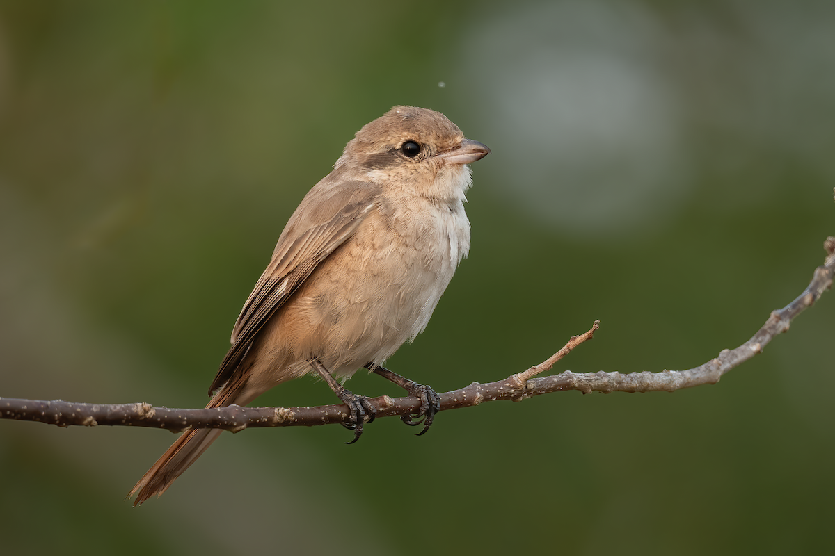 Isabelline Shrike - ML650952155