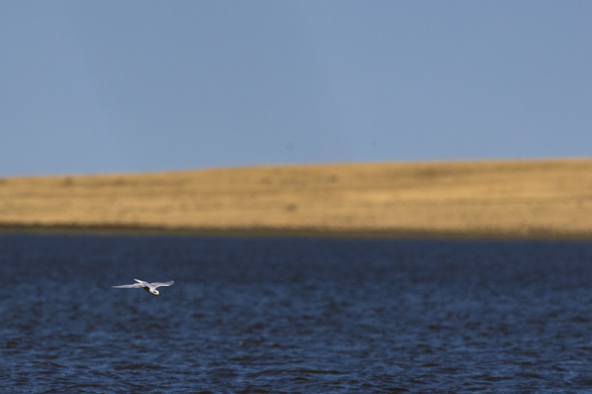 Snowy-crowned Tern - ML650952397