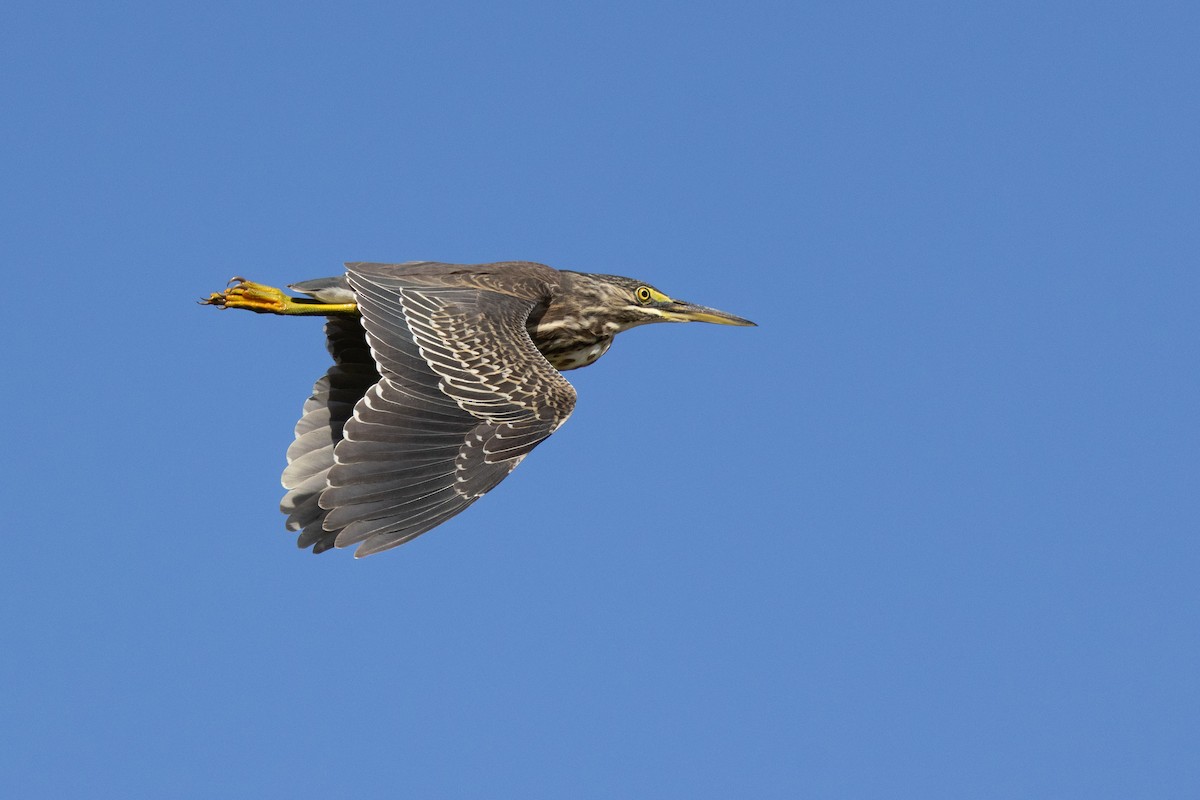 Striated Heron - ML650952400