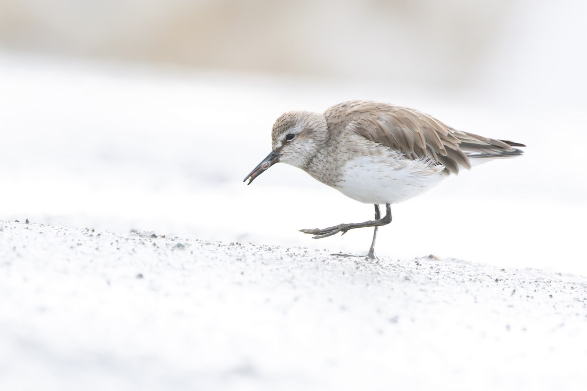 White-rumped Sandpiper - ML650952599
