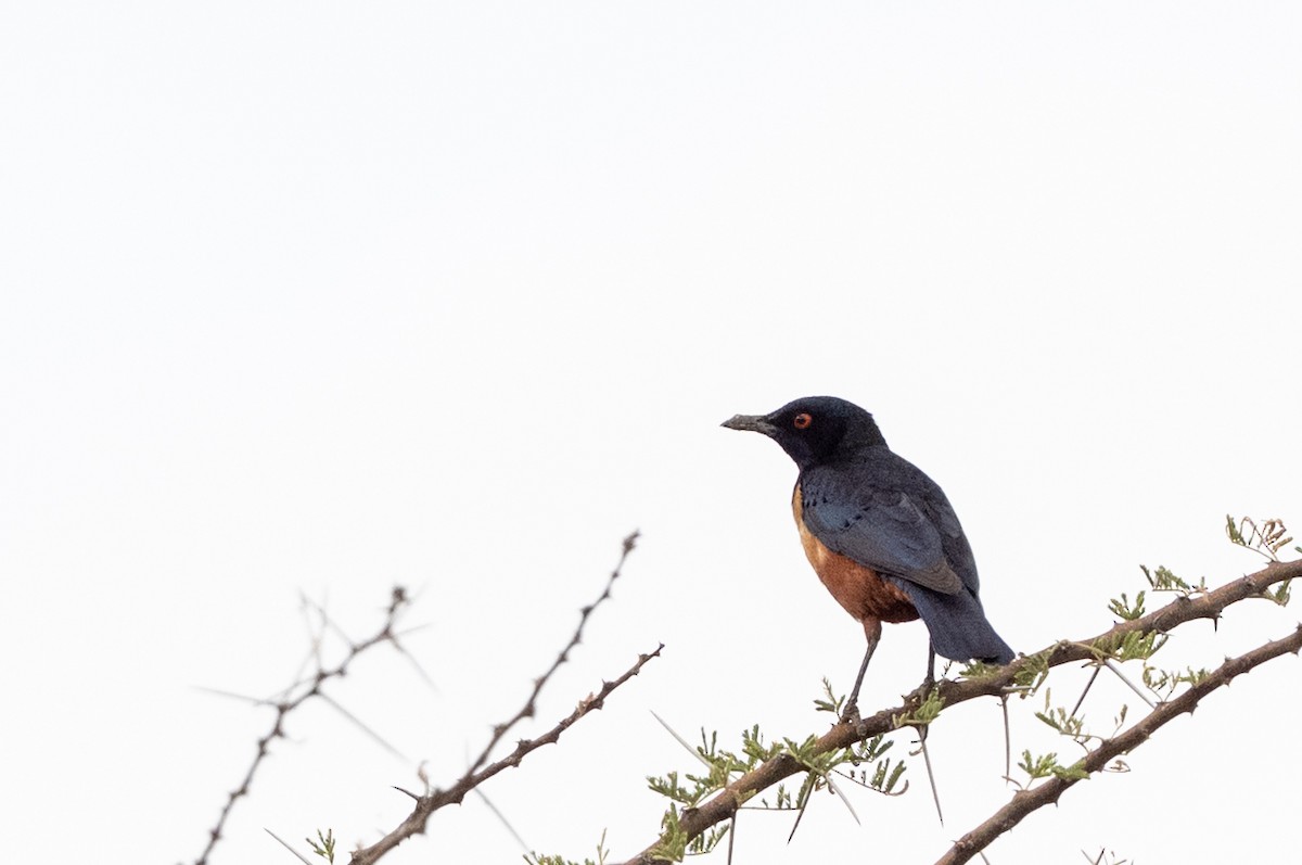 Hildebrandt's Starling - ML650952609