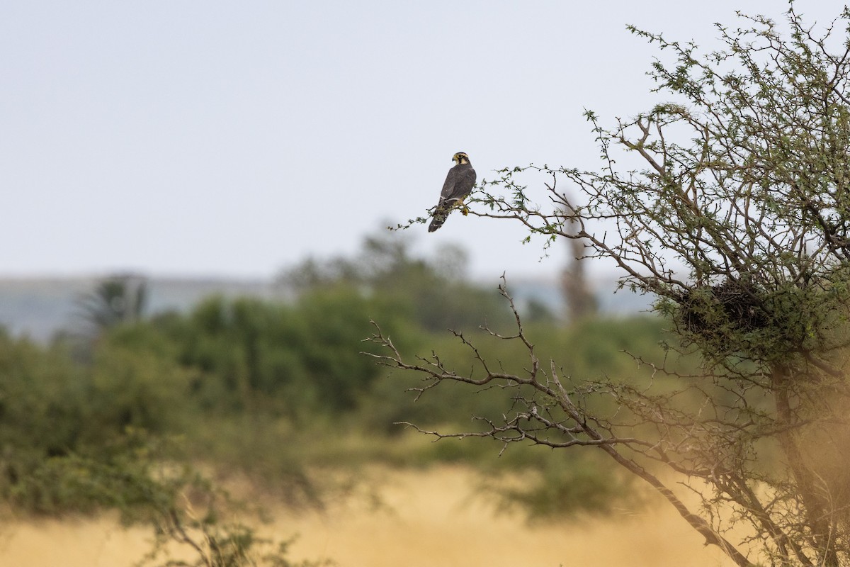 Aplomado Falcon - ML650952645
