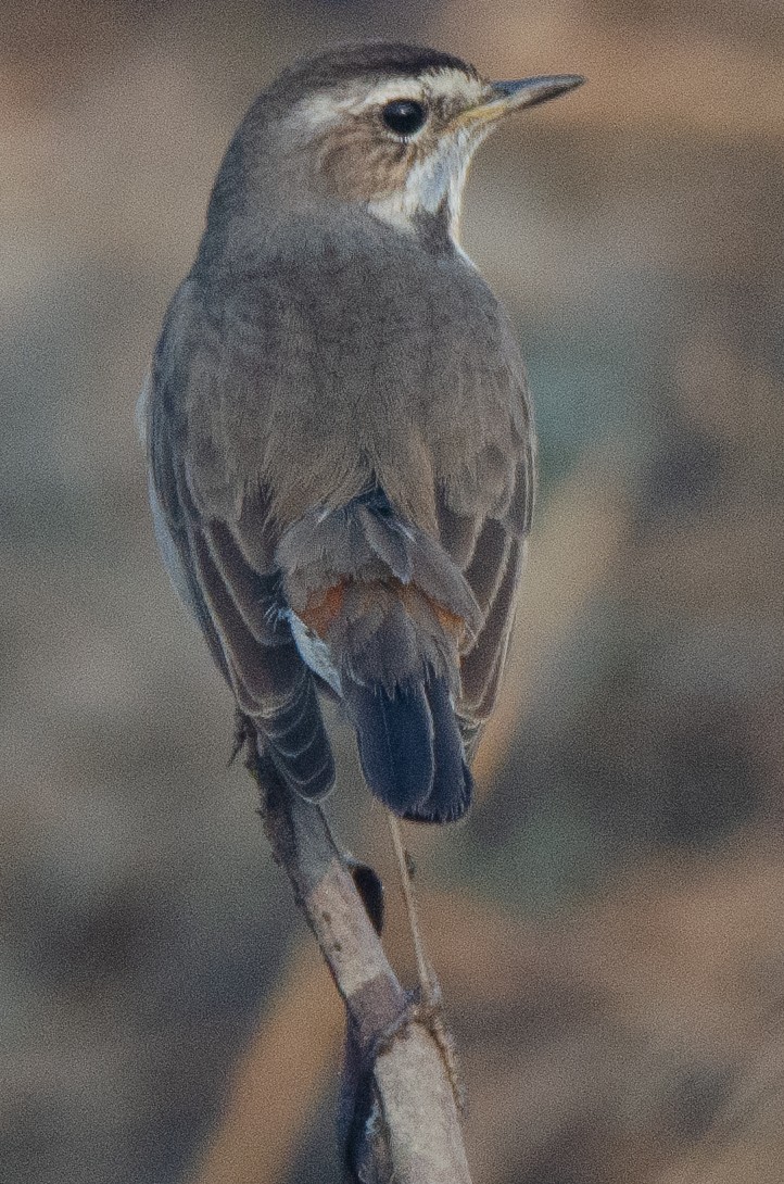 Mavigerdan - ML650952771