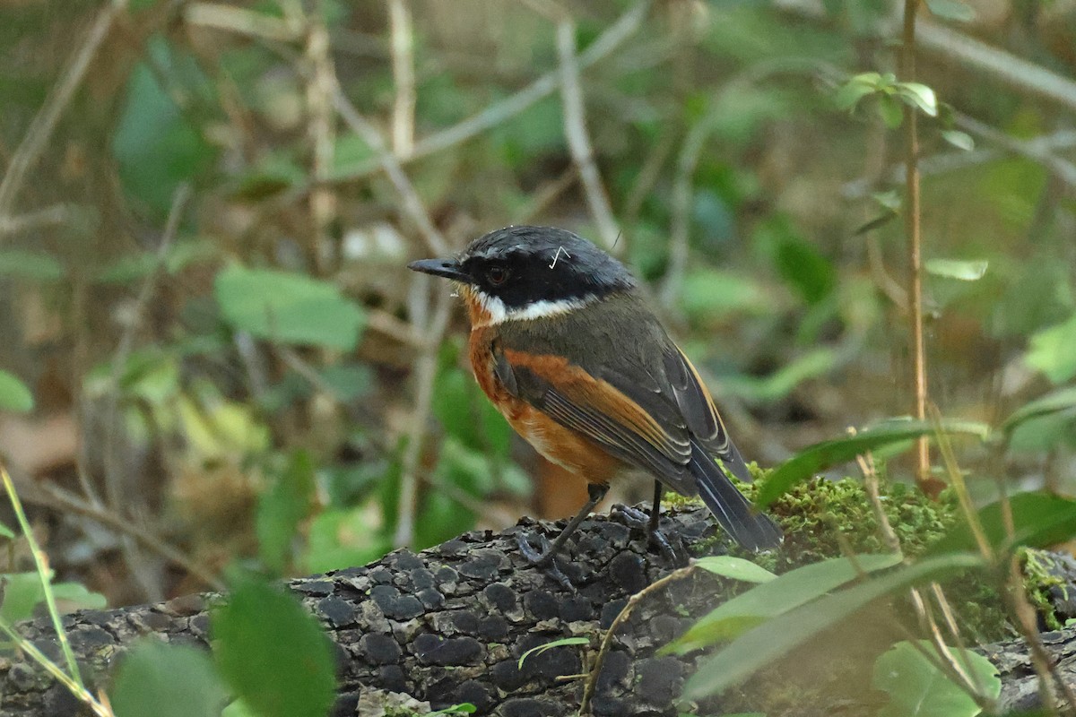 Cape Batis - ML650952981