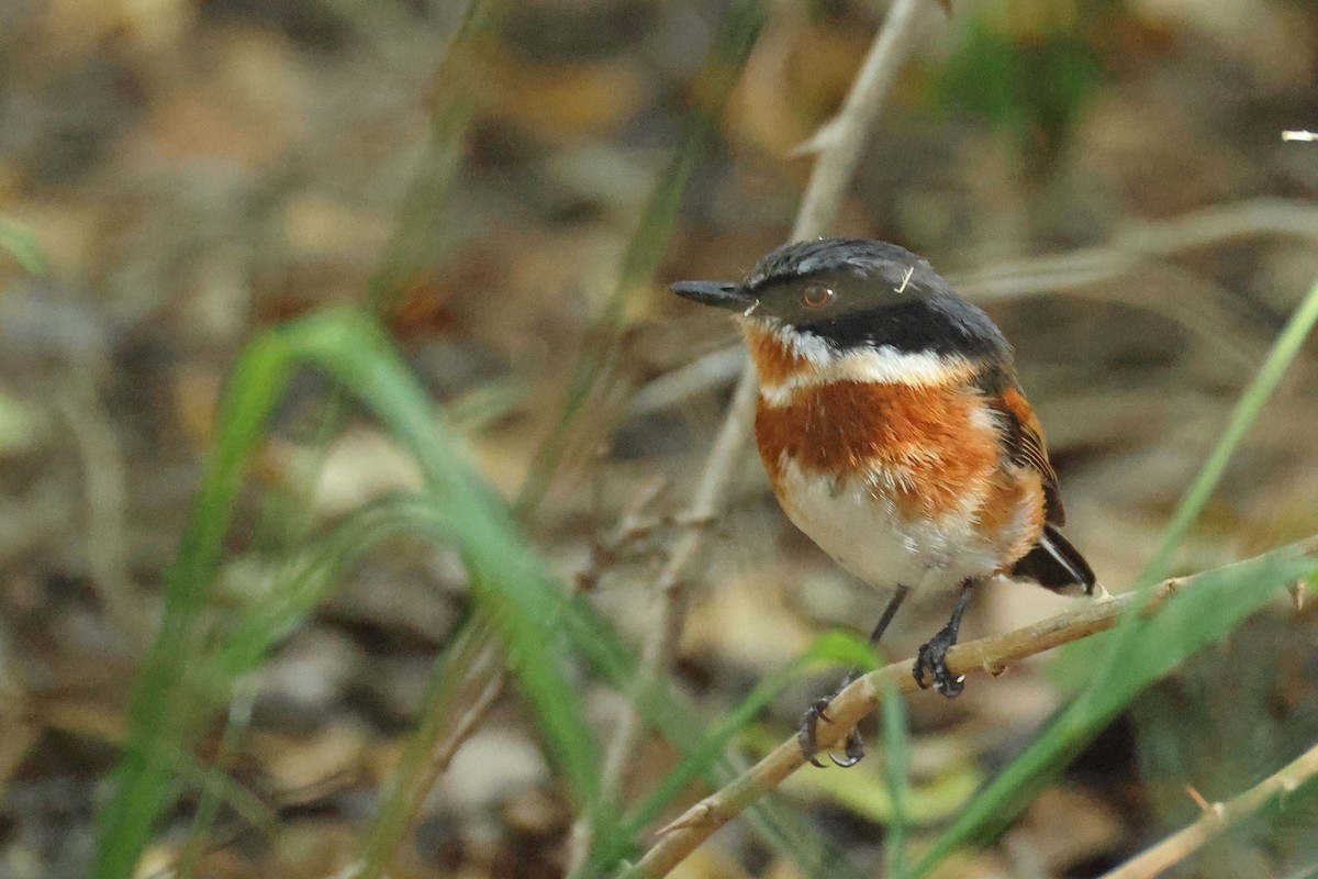 Cape Batis - ML650952982