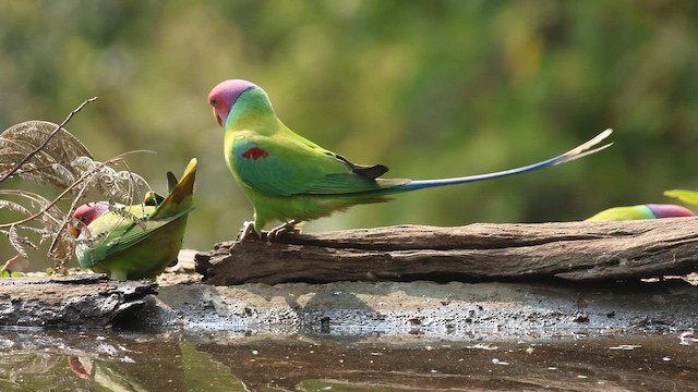 alexandr indický - ML650953031