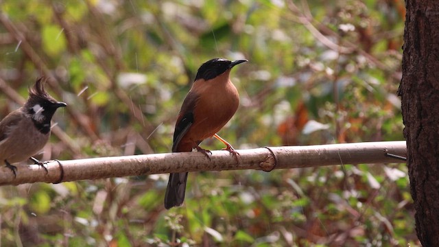 Rufous Sibia - ML650953038