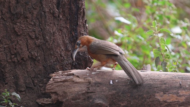 Rusty-cheeked Scimitar-Babbler - ML650953047