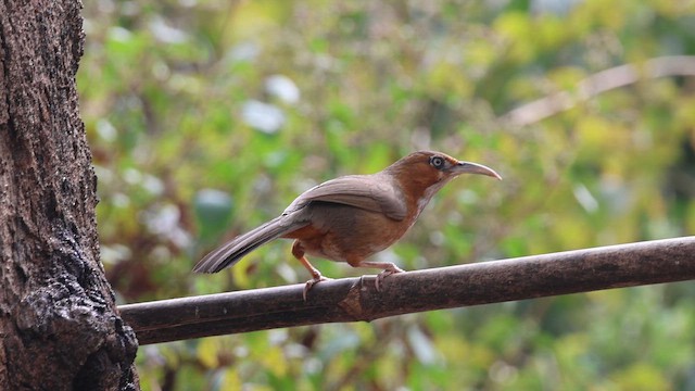 Rusty-cheeked Scimitar-Babbler - ML650953048