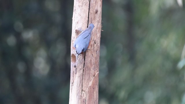 Chestnut-bellied Nuthatch - ML650953068