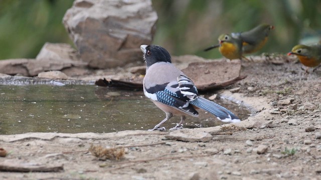 Black-headed Jay - ML650953073