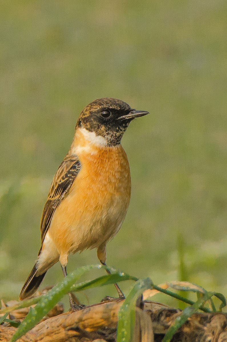 Sibirya Taşkuşu - ML650953142