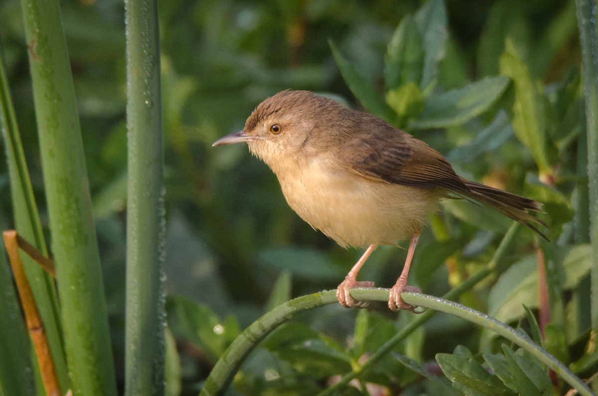 Akça Prinya - ML650953153