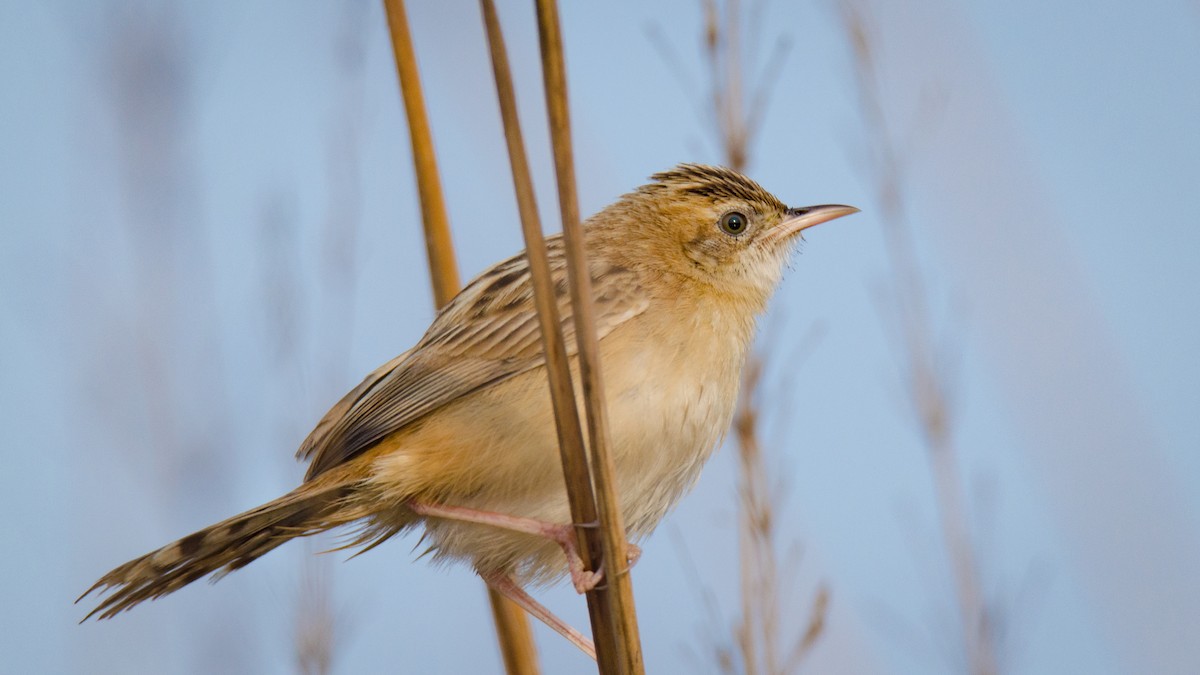 Yelpazekuyruk - ML650953159