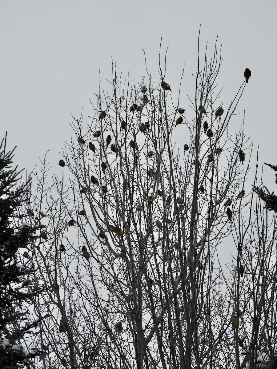 Вечерний дубонос - ML650953639