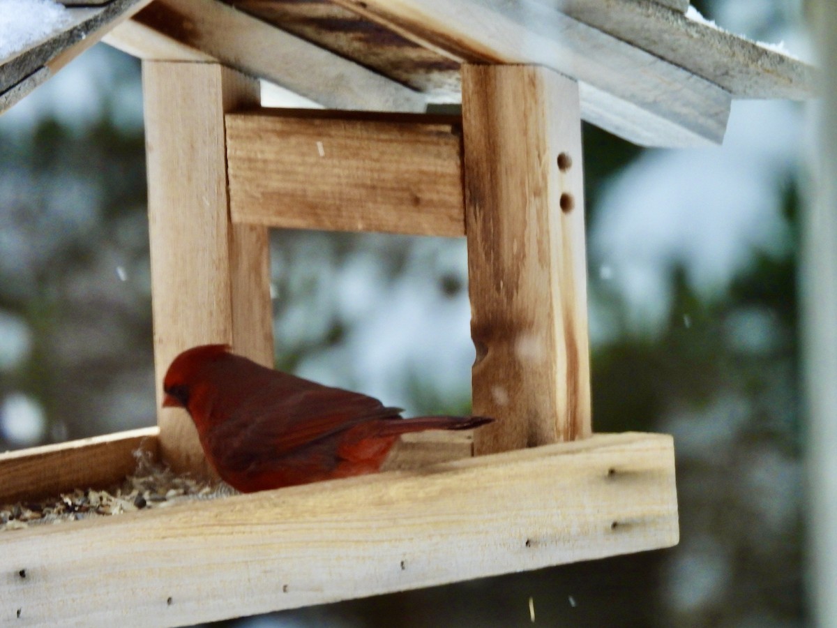 Красный кардинал - ML650953700