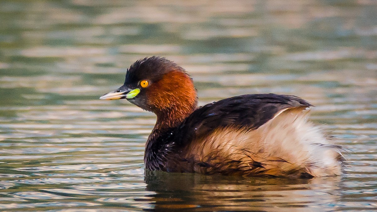 Küçük Batağan - ML650953730