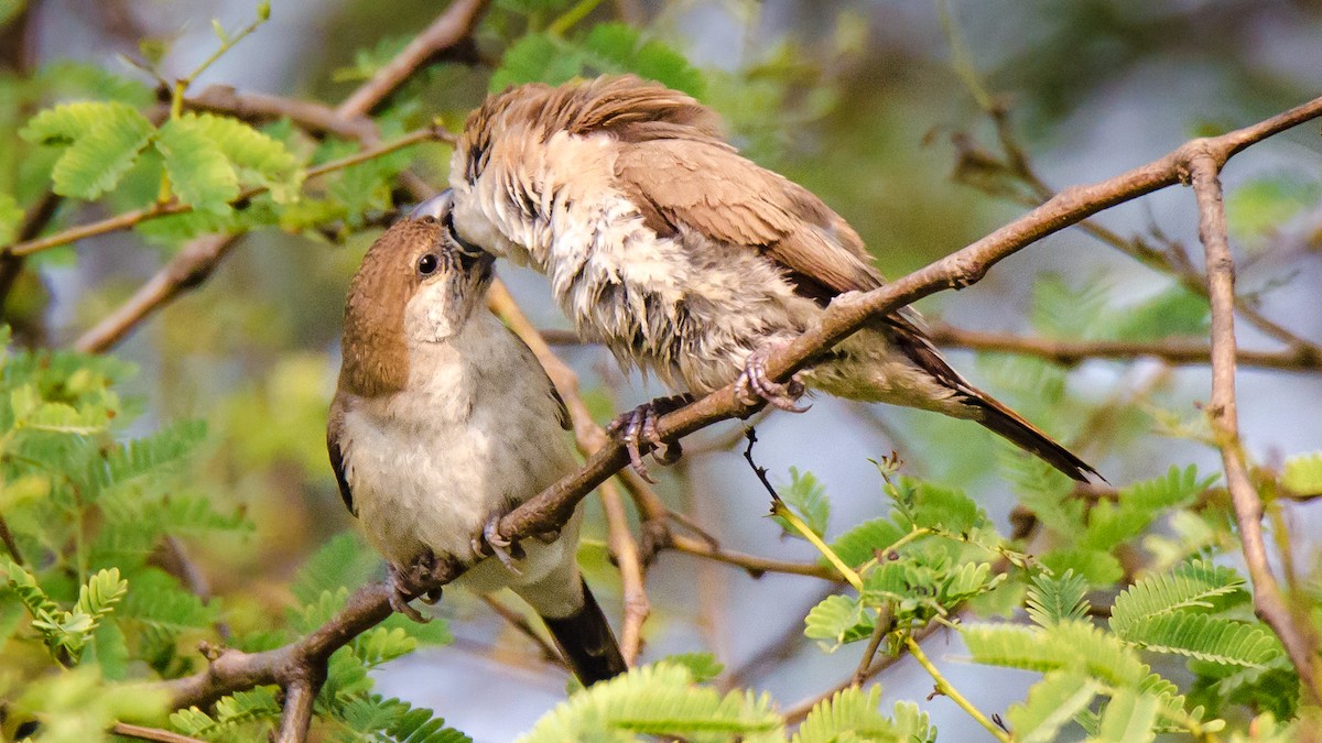 Hint Gümüşgagası - ML650953735