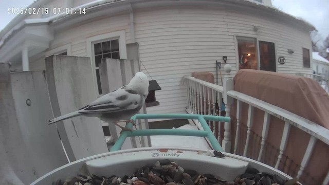 Dark-eyed Junco - ML650953829