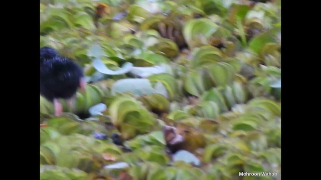 Gray-headed Swamphen - ML650954000