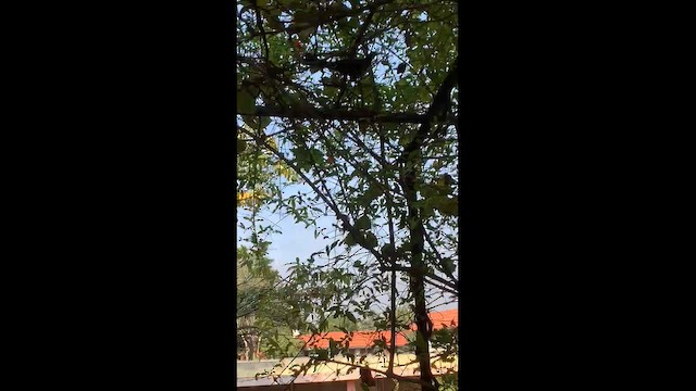 Asian Koel - ML650954018