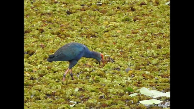 Gray-headed Swamphen - ML650954027