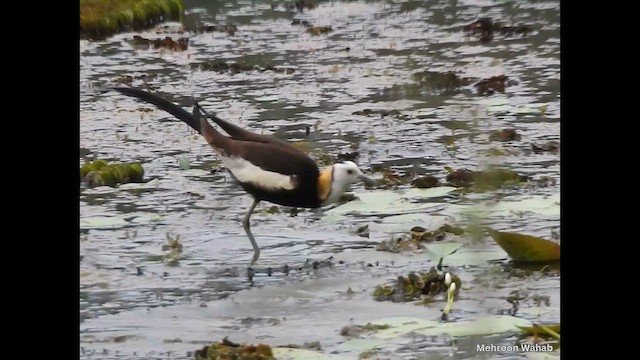Pheasant-tailed Jacana - ML650954069