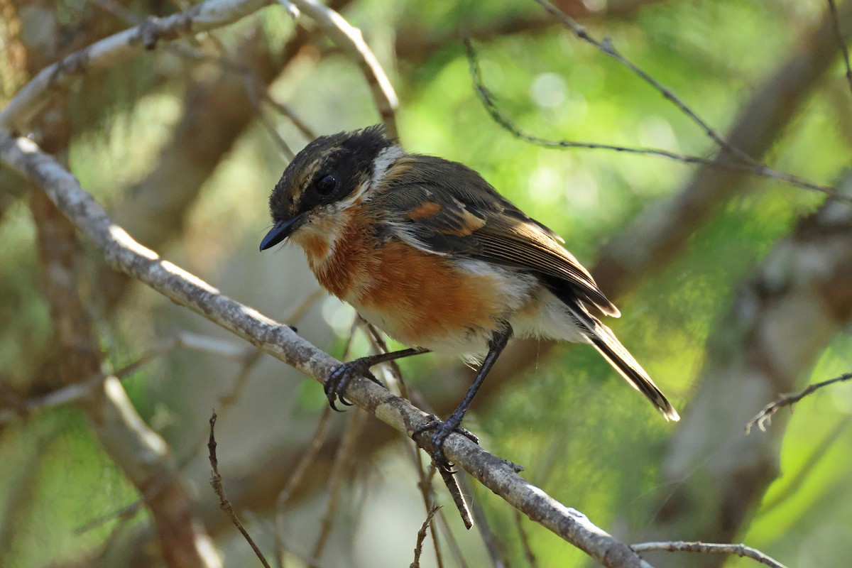 Cape Batis - ML650954181