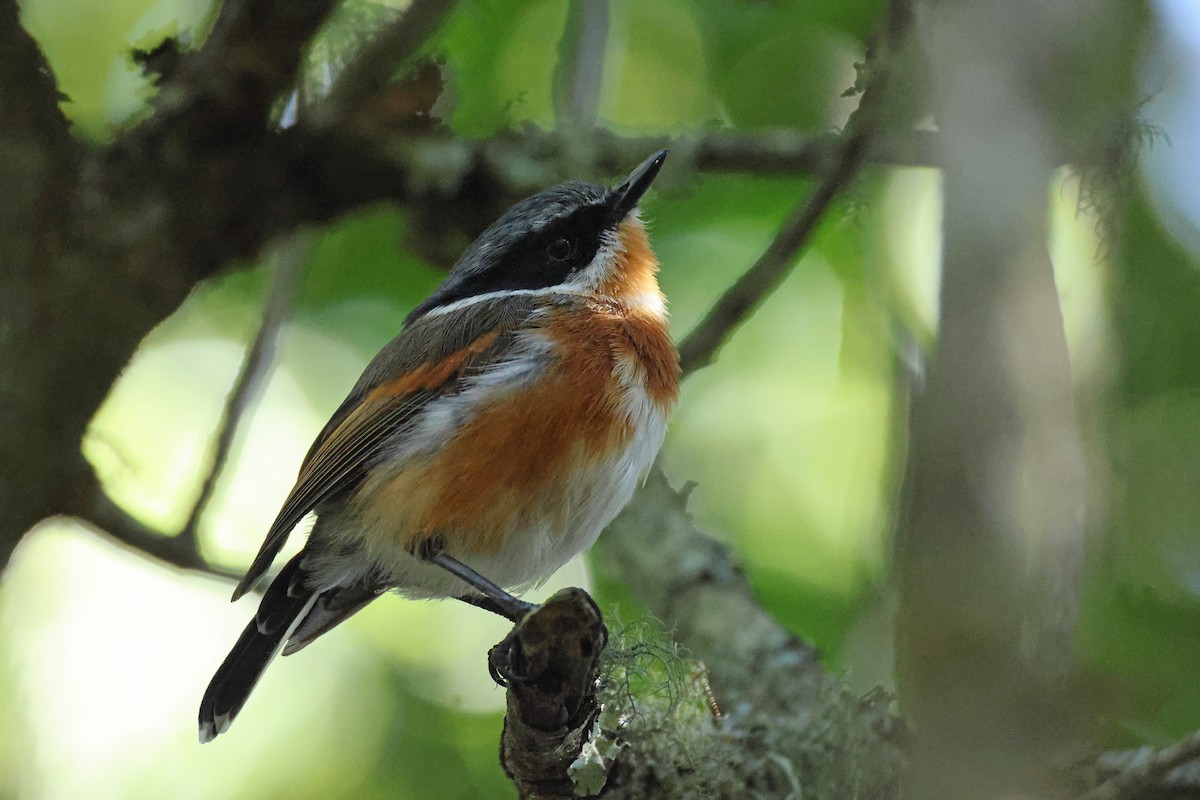 Cape Batis - ML650954186