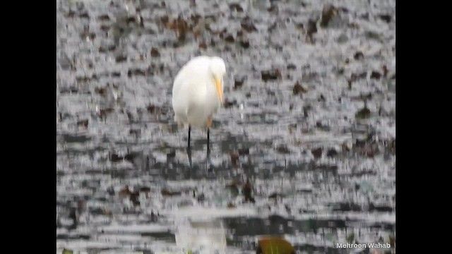 Great Egret - ML650954265
