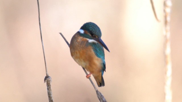 Common Kingfisher - ML650954274
